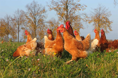 Wiesenhühner vom Zinnerhof - Hühner auf der Weide